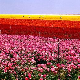 《寂静岭2：重制版》采用过肩视角 是为了带来更沉浸式体验